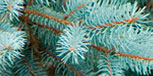 Blue spruce